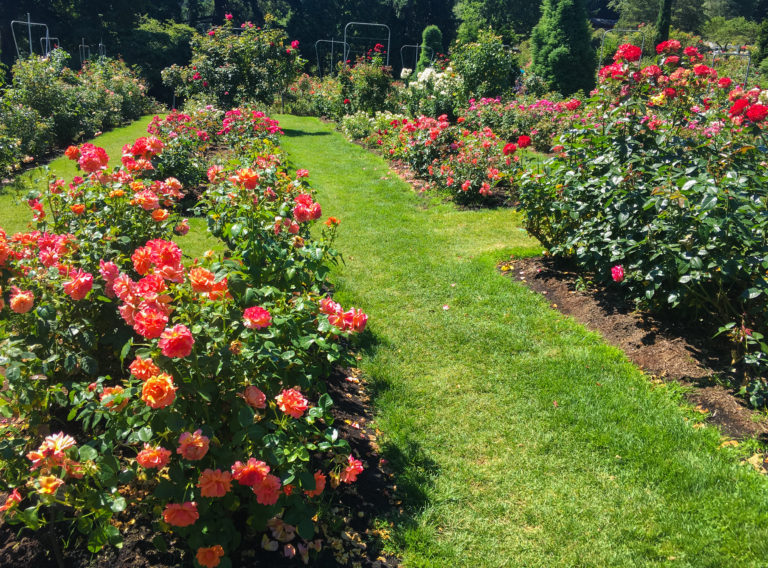 International Rose Test Garden in Portland